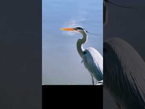 Blue heron taking