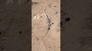 1 Acre with a Well in Deming, NM! Live Video taken in May 2026 #propertyforsale