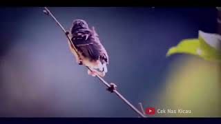 Download Lagu Beginilah Kehidupan Burung Murai Batu di Alam Liar MP3