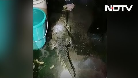 Uttarakhand Family Shocked To Find 5-Foot Crocodile In Their Home | NDTV Beeps