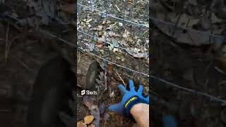 Celebrity How to Keep Your Chicken Safe From Predators (Quick Tips) 🐔 Profile