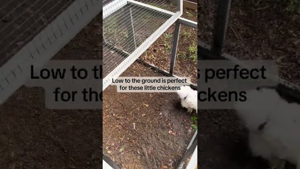 Rise & Fluff ☀️🐔