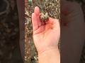 Birsürü deniz kabuğu var 🐚 #viral #keşfet #aboneolurmusun #youtubeshorts #umaykidz