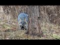 Trapping fox and coyotes season 9 ep 8 foxtrapping coyotetrapping predatortrapping bobcat