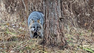 Trapping Fox and Coyotes Season 9 Ep. 8 #foxtrapping #coyotetrapping #predatortrapping #bobcat by Live More Outdoors 3,776 views 5 months ago 10 minutes, 9 seconds