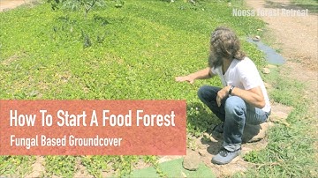 How to start a Permaculture Food Forest Ground Cover Soil Builder with Ian Trew Noosa Forest Retreat
