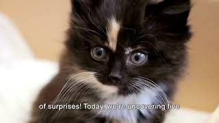 Shocking Truths About Kitties
 #catninja funnykittens