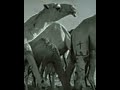 The Famous Sudanese Falcon Dance рџ Dance Shortsfeed Shortvideo Africandance Shorts Short Camel The Famous Sudanese Falcon Dance рџ Dance Shortsfeed Shortvideo Africandance Shorts Short Camel