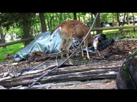 Momma deer gives birth to twins in the driveway!