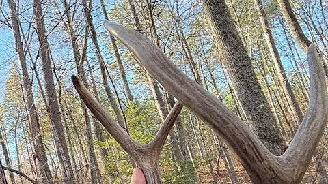 Wolf Pack Hunt 2025!!!! Alabama Public Land!!