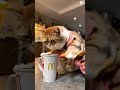 Кот и Макдоналдс
