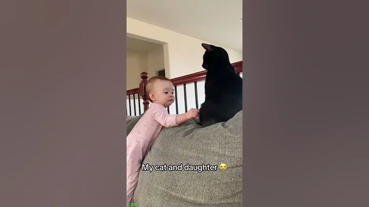 Watch the video about Funniest Cat 🐱 Cute Cats Kittens 😼 # Ep 9320