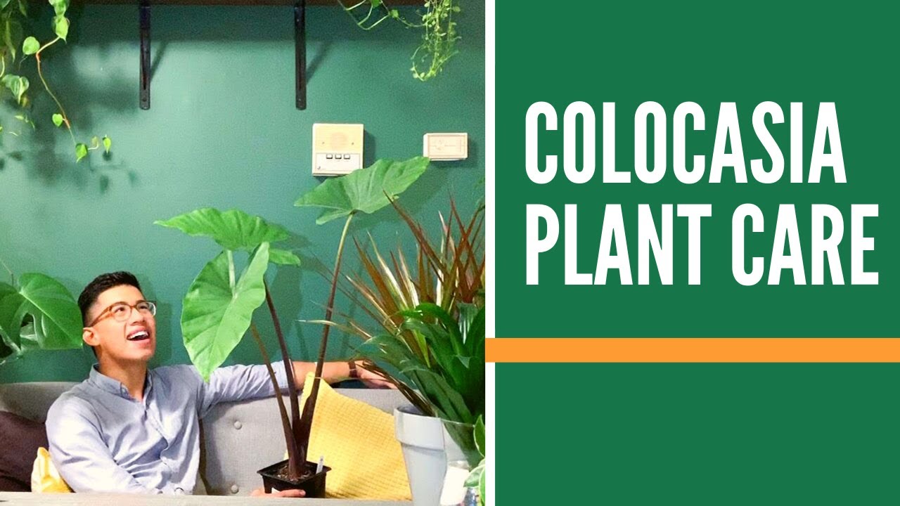 Caring for Colocasia Plant in 3 Steps (Elephant Ear Plant) | Easy
