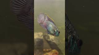 Наннакара блю неон  #zoo #aquariumshow #aqua #aquarium #aquashow