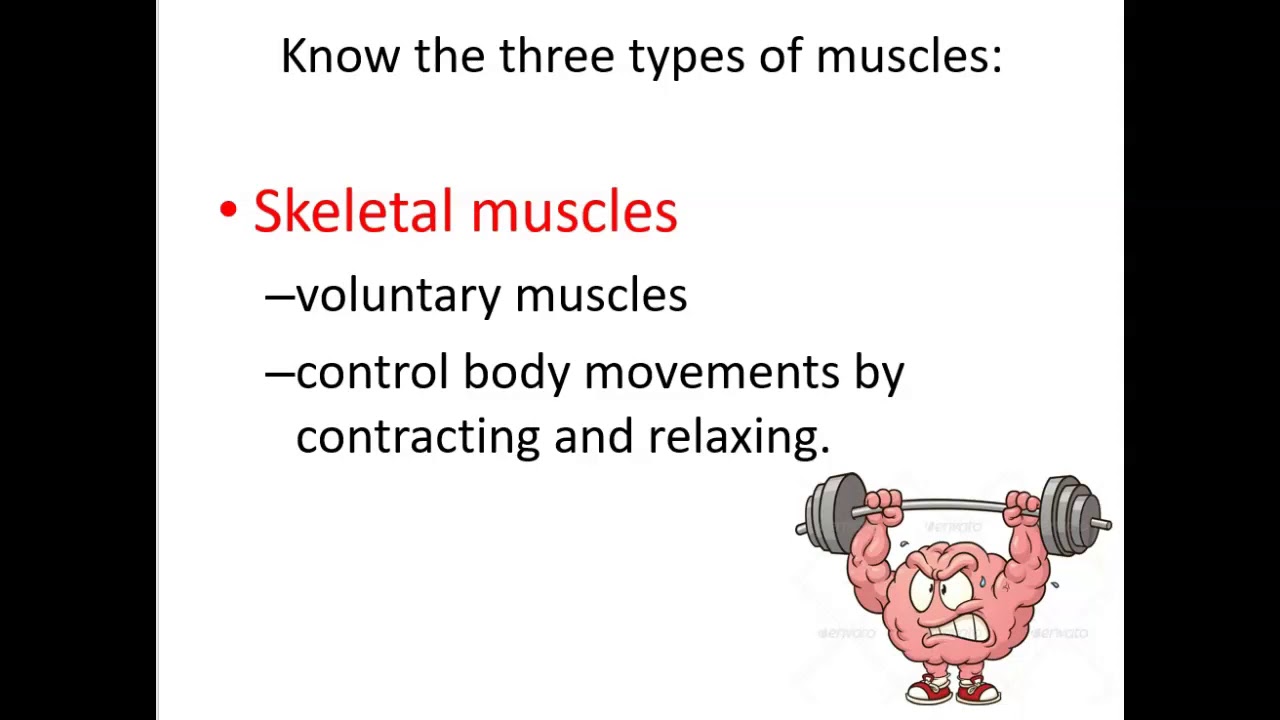 UNit 8 Musculoskeletal system YouTube