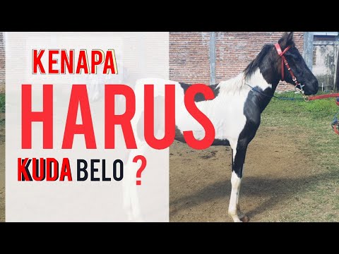 Video: Membeli Kuda atau Tidak Membeli Kuda?