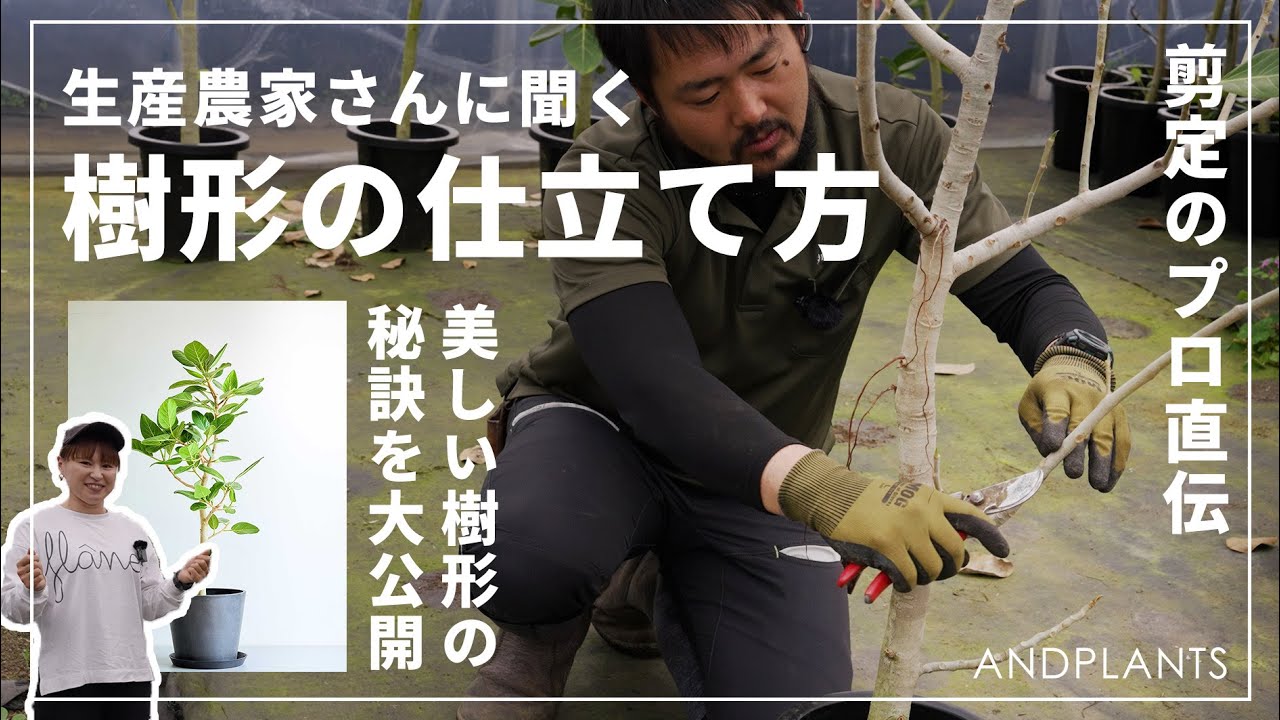 【剪定の極意】プロ技を農家が直伝！初心者でもできる美しい樹形の作り方｜観葉植物の剪定テクニック
