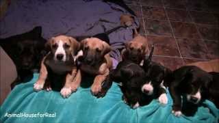 Great Dane Puppies are Too Cute!