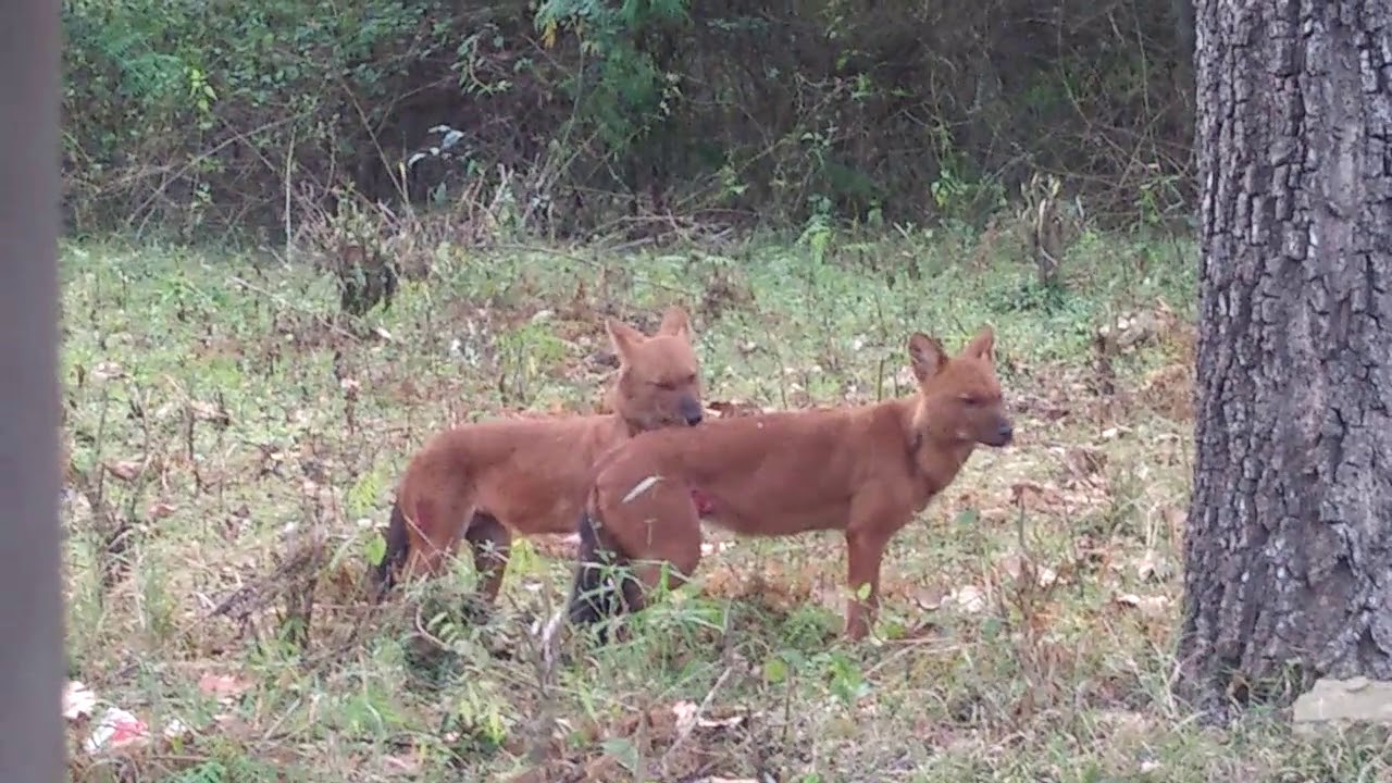 Dholes in Tholpetty Near Shola Shack - Licking Their Wounds After An Attempted Ambush On Deer