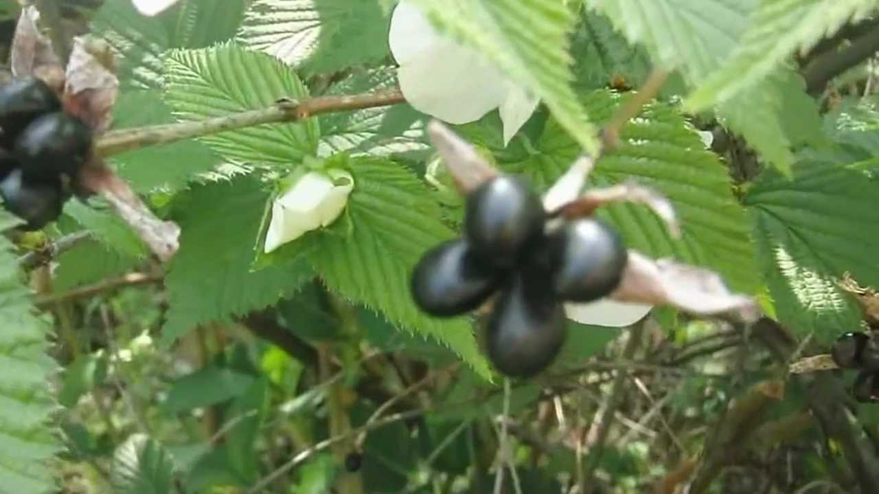 白山吹の花 Youtube