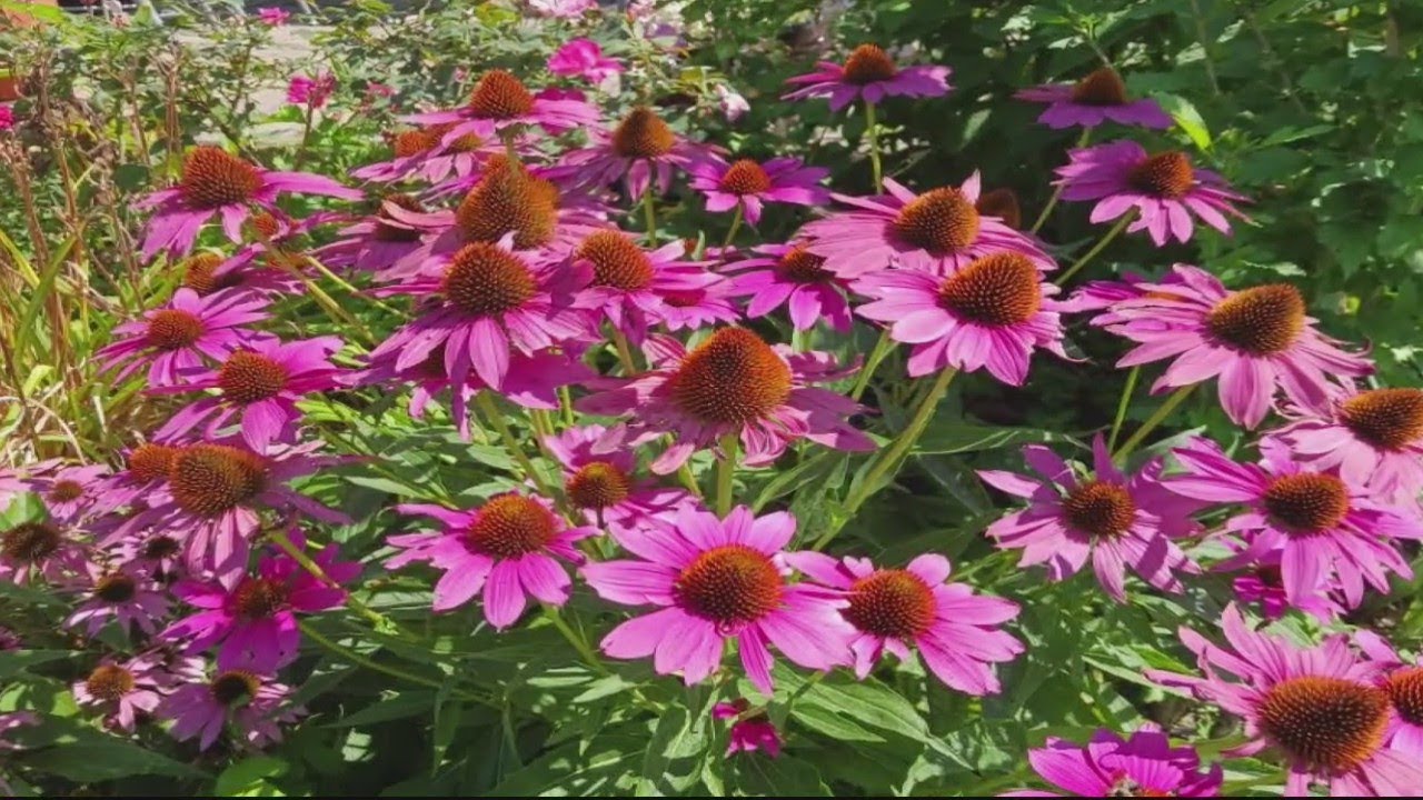 Young Michigan State Student Cultivates Garden Business Bringing young-michigan-state-student-cultivates-garden-business-bringing