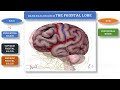 CEREBRUM-II-Sulci and Gyri on the Superolateral Surface,Central sulcus of Rolando,Lateral sulcus