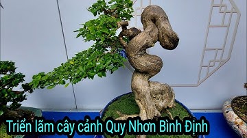 Triển lãm cây cảnh Mini, Quy Nhơn, Bình Định, ngắm bonsai siêu Mini cực đẹp