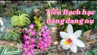 lan rừng Bình Thuận LH 0363555539 Zalo,0586784472, ngày 19/5#lanrừnggiárẻ #tabthịnhhànhphonglanrừng