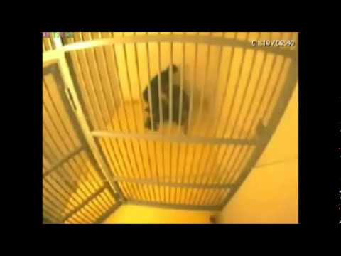 ფინეთი   ჰელსინკი ფინეთის პოლიცია და უცხოელთა