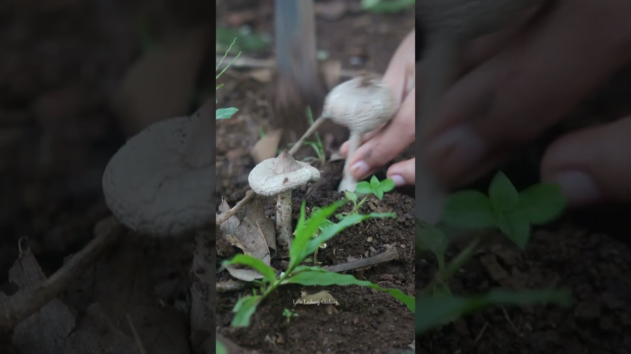 Jamur barat part 1 nih 