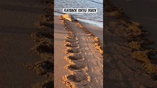 Flatback Sea Turtle Track in Western Australia shorts