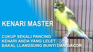 CUKUP SEKALI PANCING DENGAN MASTERAN INI , KENARI ANDA YANG LELET BISA LANGSUNG BUNYI DAN GACOR LAGI