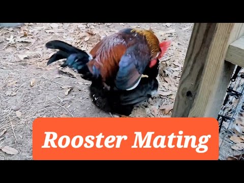 Rooster Mating #matingdance #mating #farmstead #chickens
