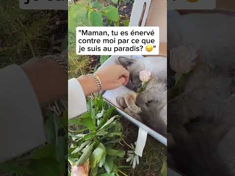 Tout les chats