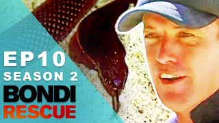 Lifeguards Find A Venomous Snake On The Beach | Bondi Rescue  Season 2 Episode 10 (OFFICIAL UPLOAD)