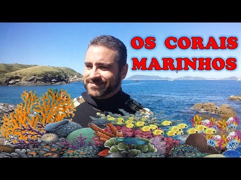 Vídeo: 10 maneiras de proteger os recifes de coral quando você viaja