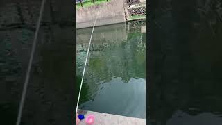 小胖在蘆洲集賢公園釣的福壽魚 