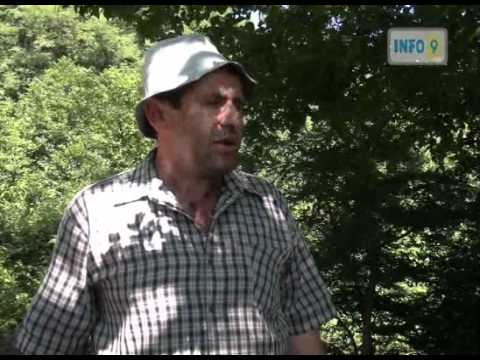 ზესტაფონში წაბლის ხეები იჩეხება