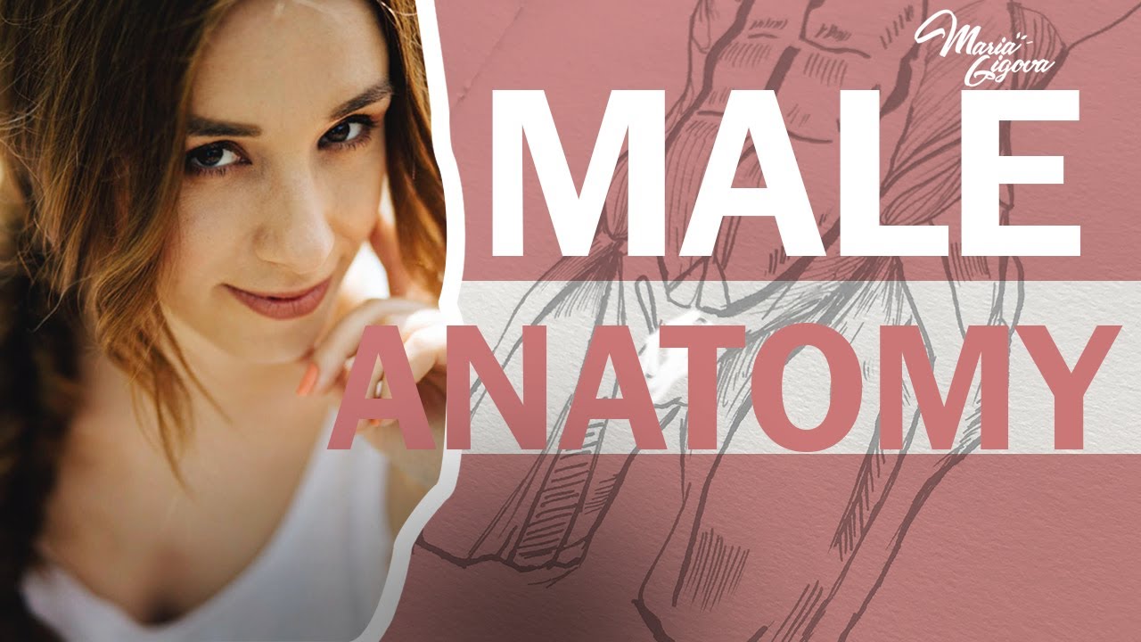 Male Anatomy How To Draw A Male Body anatomy drawing art YouTube
