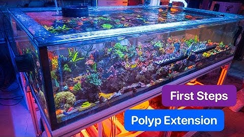 Acropora Polyp Extension - First Steps Taken