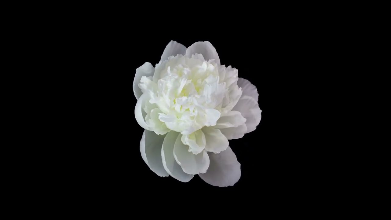 GALALI - Flower in Vidro (Lyric Video) - YouTube