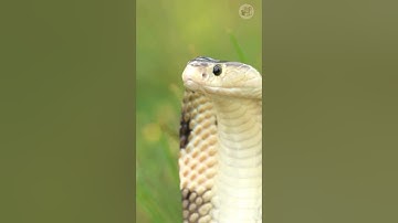 🐍 Sự thật đáng sợ về rắn hổ mang chúa – Loài rắn nguy hiểm nhất thế giới!