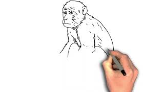 monkey realistic drawing image, Minimalist Archive Style: Monkey | Realistic Drawing Guide Update