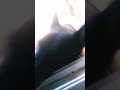 روكي موشاغب