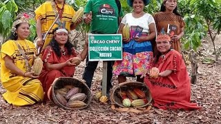 Perú: Paraíso del Chocolate, Cacao Orgánico, Chocolates Finos y Experiencias Únicas en Junín, Satipo