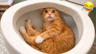 Funny Cats That Will Make You Laugh Best Cat Videos Compilation