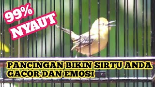PANCINGAN BURUNG SIRTU TERAMPUH BIKIN SIRTU LAIN IKUT GACOR DAN EMOSI