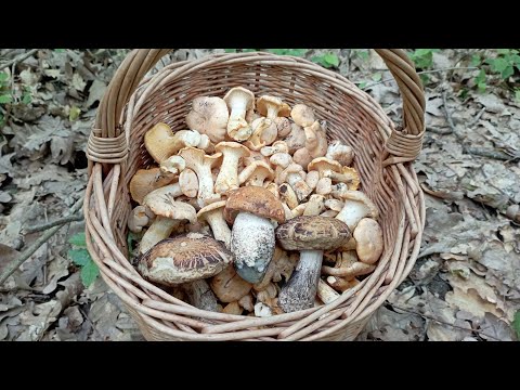 ЛИСИЧКИ . Небольшая, но почти корзинка! По грибы 20 мая 2023 года.