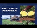 Melancia amarela   #melancia  #melanciaamarela #melanciapingodoce #plantas  Créditos TV Tem