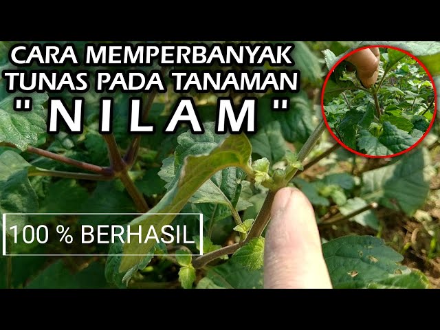 CARA MEMPERBANYAK TUNAS PADA NILAM 100% BERHASIL class=